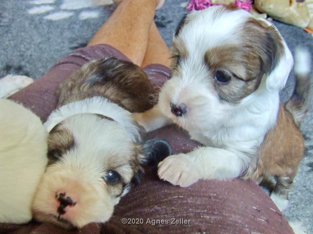 Tinghsa Bells Tibetan Terrier 0276