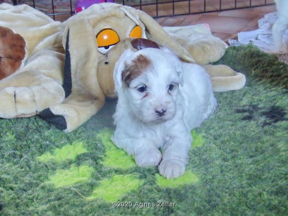 Tinghsa Bells Tibetan Terrier 0277