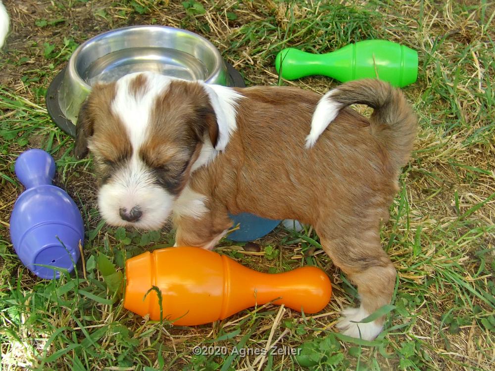 Tinghsa Bells Tibetan Terrier 0286