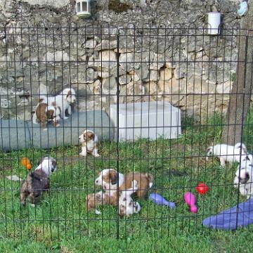 Tinghsa Bells Tibetan Terrier 0027