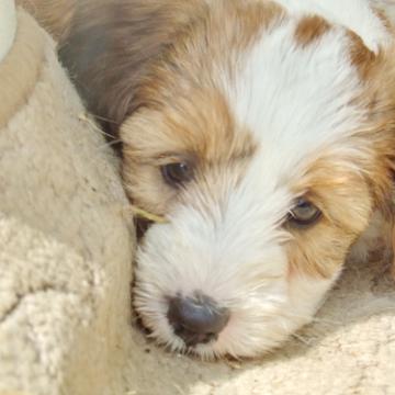 Tinghsa Bells Tibetan Terrier 0180