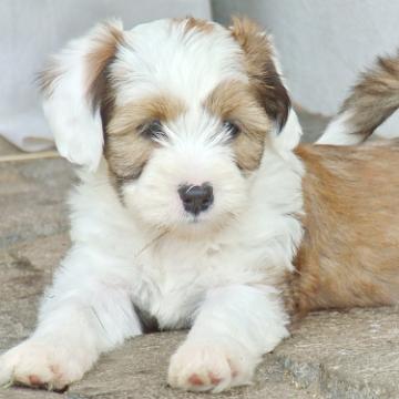 Tinghsa Bells Tibetan Terrier 0181