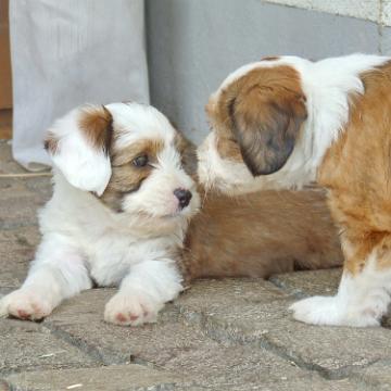 Tinghsa Bells Tibetan Terrier 0182