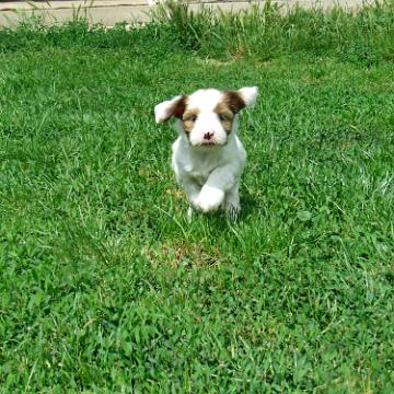 Tinghsa Bells Tibetan Terrier 0183