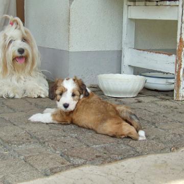 Tinghsa Bells Tibetan Terrier 0185