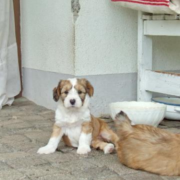 Tinghsa Bells Tibetan Terrier 0188