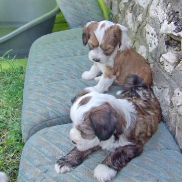 Tinghsa Bells Tibetan Terrier 0191