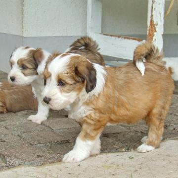 Tinghsa Bells Tibetan Terrier 0193