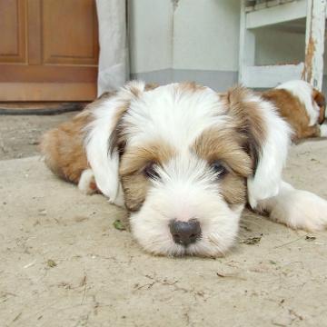 Tinghsa Bells Tibetan Terrier 0194