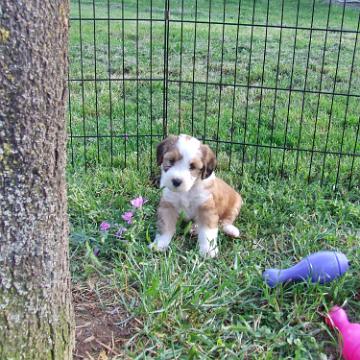 Tinghsa Bells Tibetan Terrier 0195