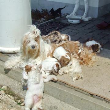 Tinghsa Bells Tibetan Terrier 0198