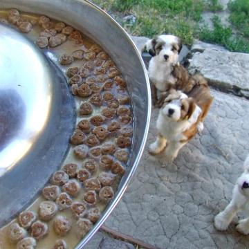 Tinghsa Bells Tibetan Terrier 0201