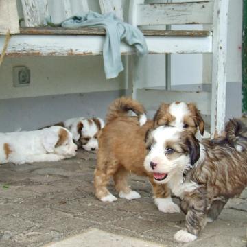 Tinghsa Bells Tibetan Terrier 0202