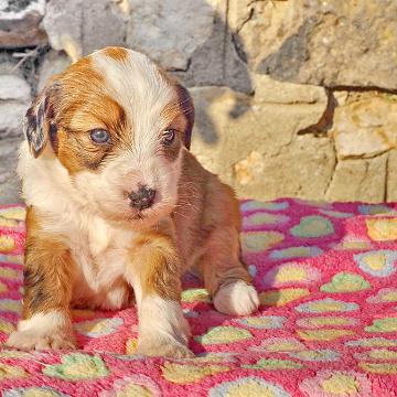 Tinghsa Bells Tibetan Terrier 0204