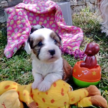 Tinghsa Bells Tibetan Terrier 0206