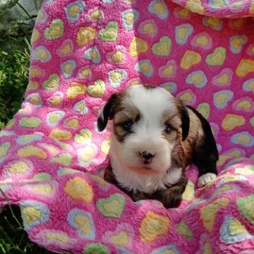 Tinghsa Bells Tibetan Terrier 0207