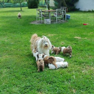 Tinghsa Bells Tibetan Terrier 0208