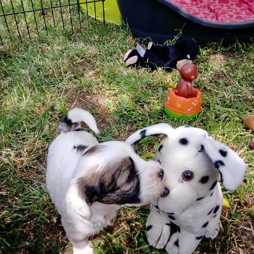 Tinghsa Bells Tibetan Terrier 0217