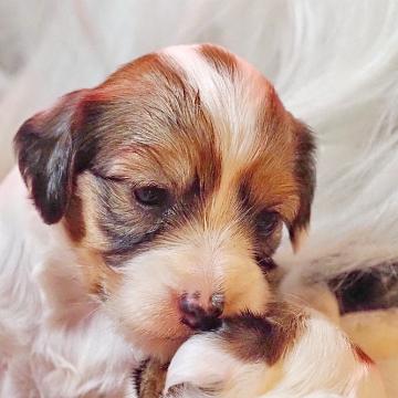 Tinghsa Bells Tibetan Terrier 0229