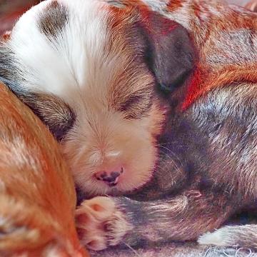 Tinghsa Bells Tibetan Terrier 0231