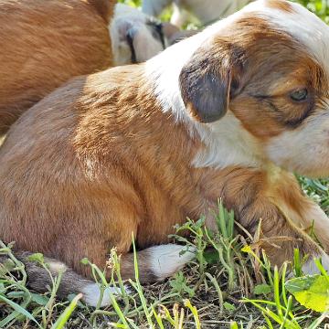 Tinghsa Bells Tibetan Terrier 0246