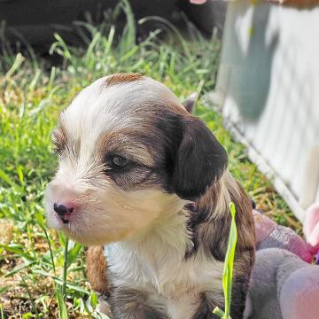 Tinghsa Bells Tibetan Terrier 0247