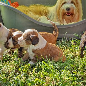 Tinghsa Bells Tibetan Terrier 0249