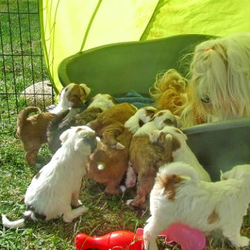 Tinghsa Bells Tibetan Terrier 0250