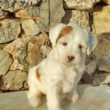 Tinghsa Bells Tibetan Terrier 0251