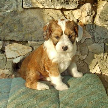 Tinghsa Bells Tibetan Terrier 0252