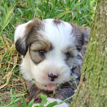 Tinghsa Bells Tibetan Terrier 0254