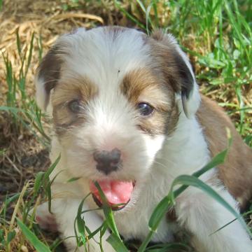 Tinghsa Bells Tibetan Terrier 0256