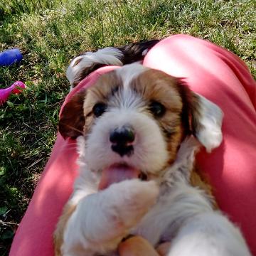 Tinghsa Bells Tibetan Terrier 0257