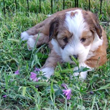 Tinghsa Bells Tibetan Terrier 0258