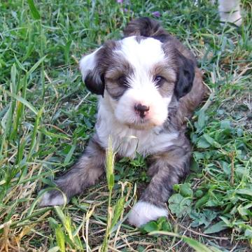 Tinghsa Bells Tibetan Terrier 0259