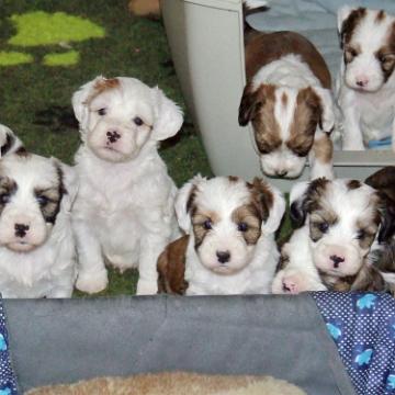 Tinghsa Bells Tibetan Terrier 0261