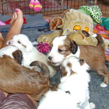 Tinghsa Bells Tibetan Terrier 0272