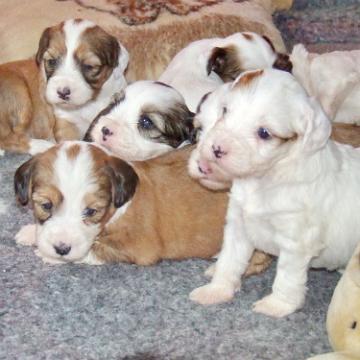 Tinghsa Bells Tibetan Terrier 0273