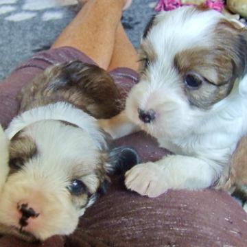 Tinghsa Bells Tibetan Terrier 0276