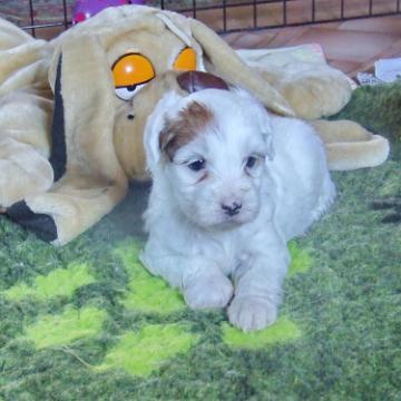 Tinghsa Bells Tibetan Terrier 0277