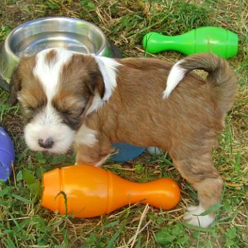 Tinghsa Bells Tibetan Terrier 0286