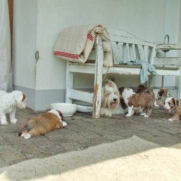 Tinghsa Bells Tibetan Terrier 0289