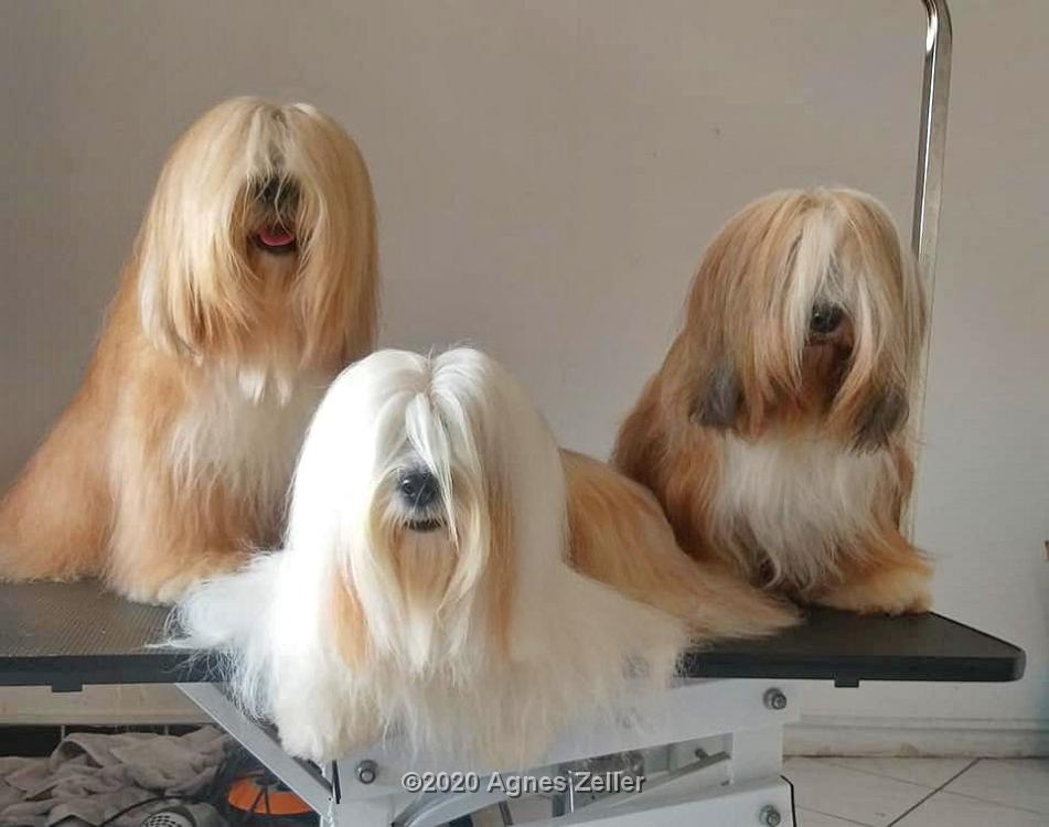 Tinghsa Bells Tibetan Terrier Pflege 5