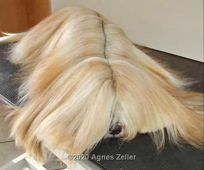 Tinghsa Bells Tibetan Terrier Pflege a