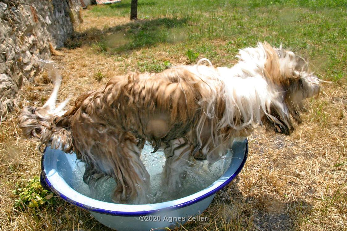 Tinghsa Bells Tibetan Terrier Pflege b