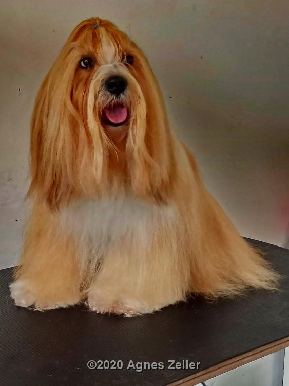 Tinghsa Bells Tibetan Terrier Pflege c