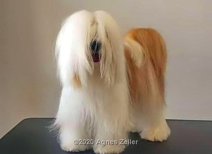 Tinghsa Bells Tibetan Terrier Pflege e