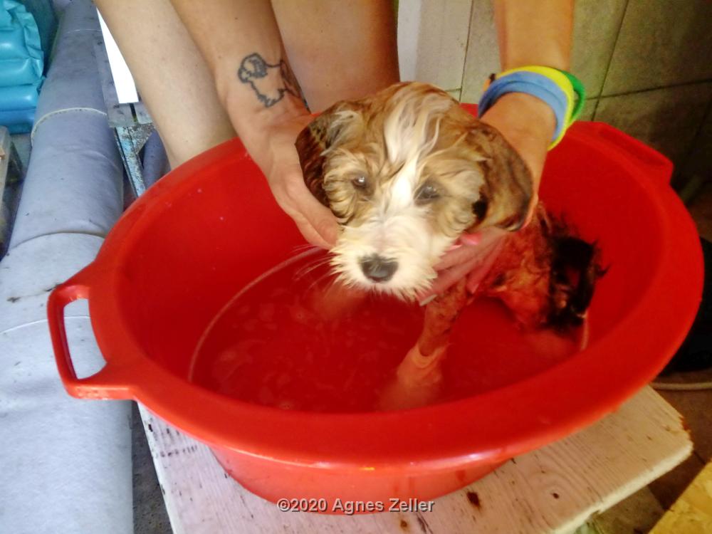 Tinghsa Bells Tibetan Terrier Pflege j