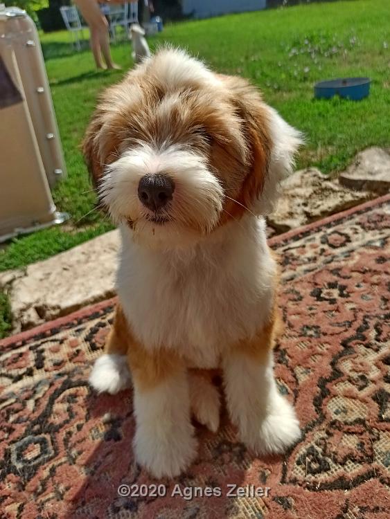 Tinghsa Bells Tibetan Terrier Pflege l