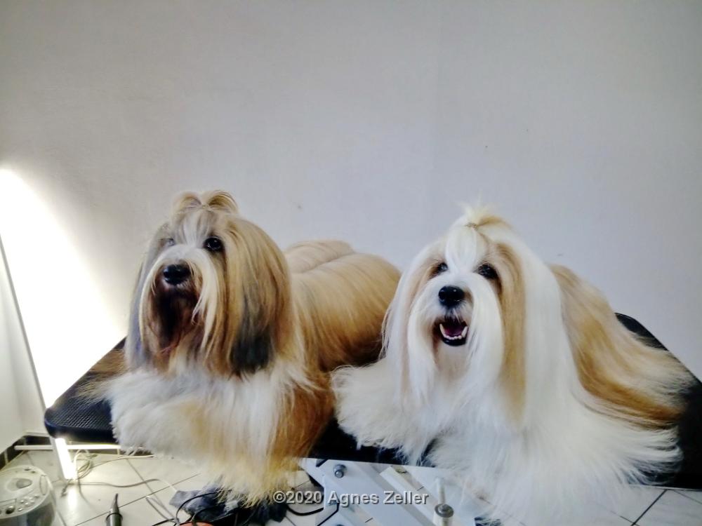 Tinghsa Bells Tibetan Terrier Pflege o